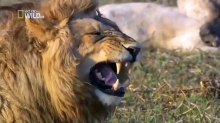 when a laughing lion