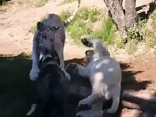 Bulldog Fighting with Lion !!