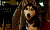 Mishka the Husky says 