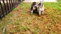 Siberian Husky Puppies - Puppy Love