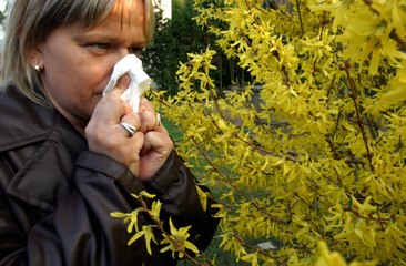 Alerte aux pollens : l'allergie gagne t-elle du terrain ?