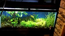 Aquarium Lighting TIPS. Getting new Aquarium Light Bulbs once a year for your Planted Tanks.