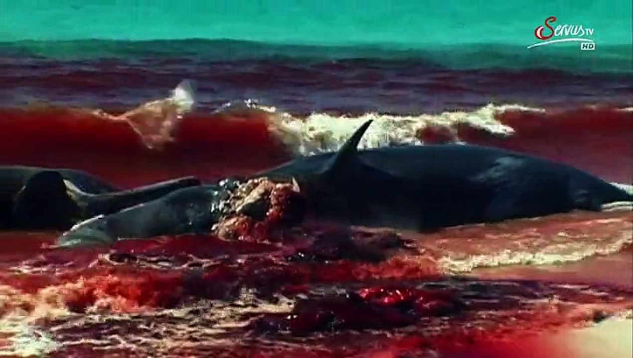 Killer der Ozeane - Auf der Suche nach dem Superraeuber