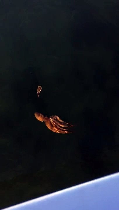 An octopus attacking a crab (Australia)
