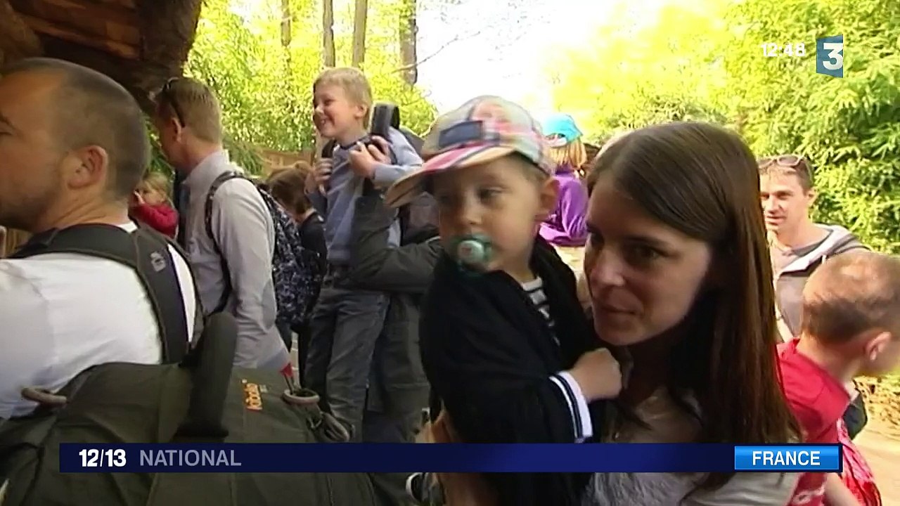Cinq bébés lions de plus au zoo d'Amnéville