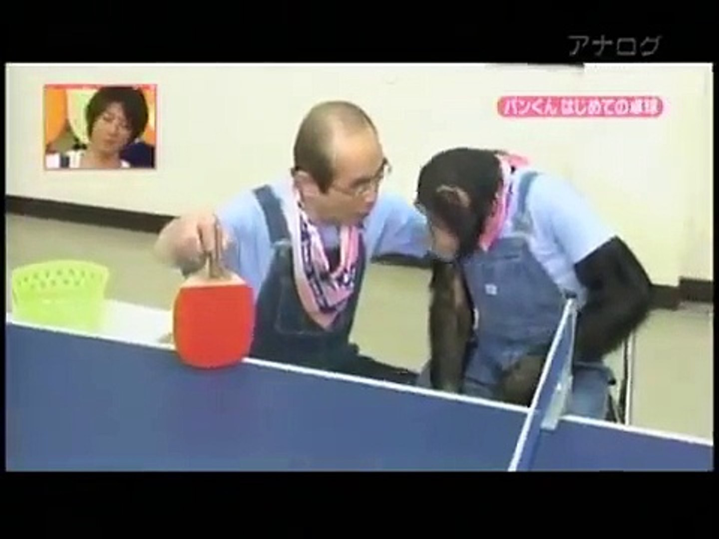 Chimpanzee learning how to play table tennis