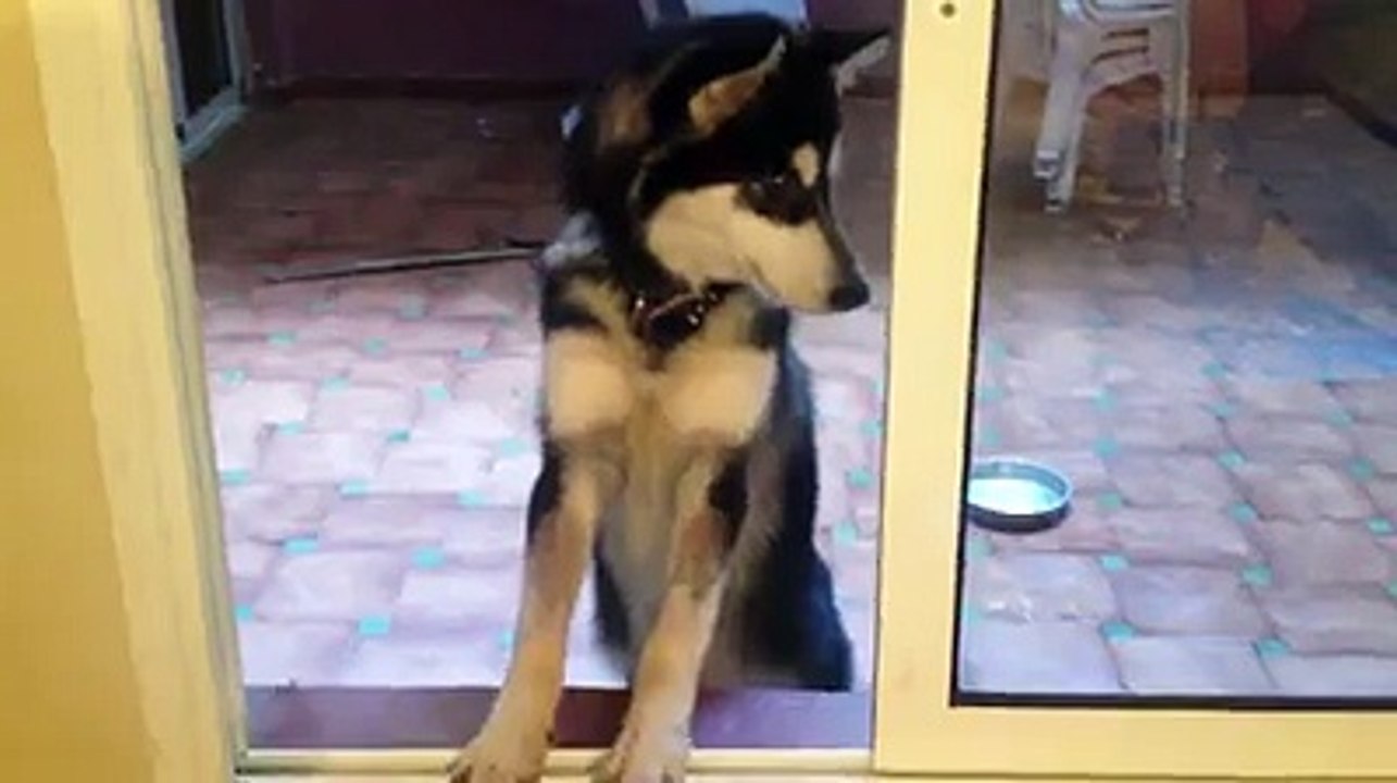 Husky Singing 3