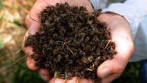 Biodiversité : les abeilles en danger