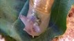 Leucochloridium paradoxum - Parasitic worms in snail