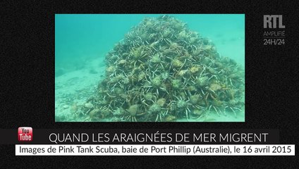 Australie : des araignées de mer migrent en formant une pyramide
