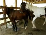 Animal Mate - Horse making love