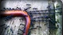 Hormigas forman una cadena para llevarse una lombriz | Ants Work in Harmony