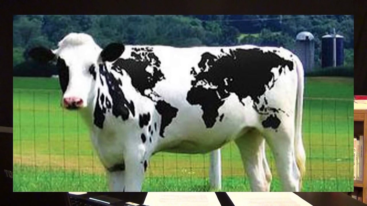 Creationists: God Exists, Because Cows Exist