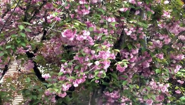 PAU - 22 AVRIL 2015 - LES MAGNIFIQUES FLORAISONS DES CERISIERS DU JAPON DES AVENUES DU QUARTIER DU BUISSON.