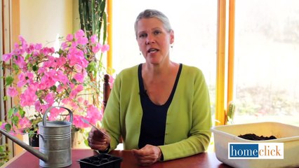 How to Grow Flowers and Plants from Seed