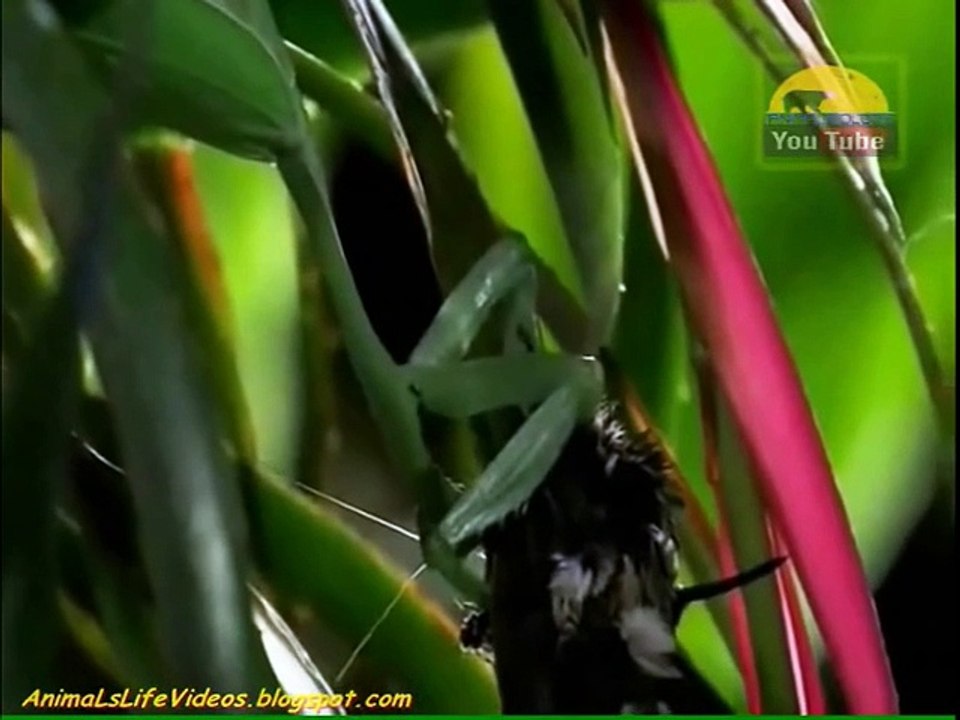 Top 3 Praying Mantis Attack (Snake,Rat & Birds)
