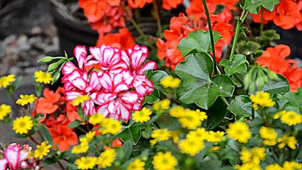 The Power Of Love / Celine Dion