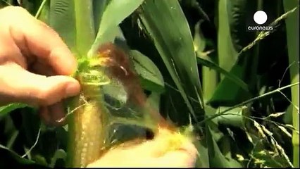 Єврокомісія хоче змінити правила щодо генетично модифікованих продуктів