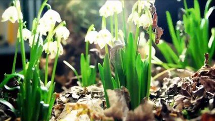 Amazing Nature Plants Growing Blooming Flower TimeLapse (Slow Motion)