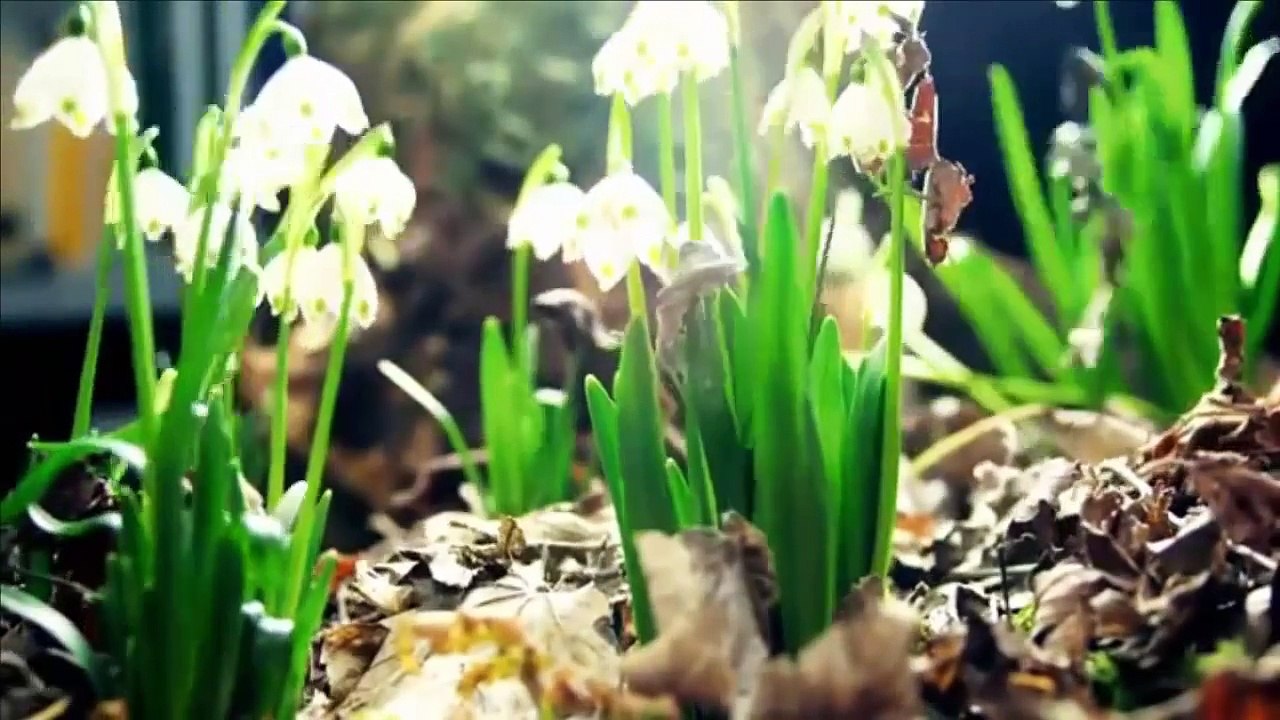 Amazing Nature Plants Growing Blooming Flower TimeLapse (Slow Motion)