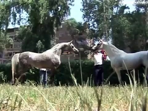 Breath of Desert♥-Arabian horses tribute.