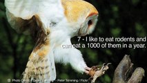 Barn Owls - 10 Facts About Me