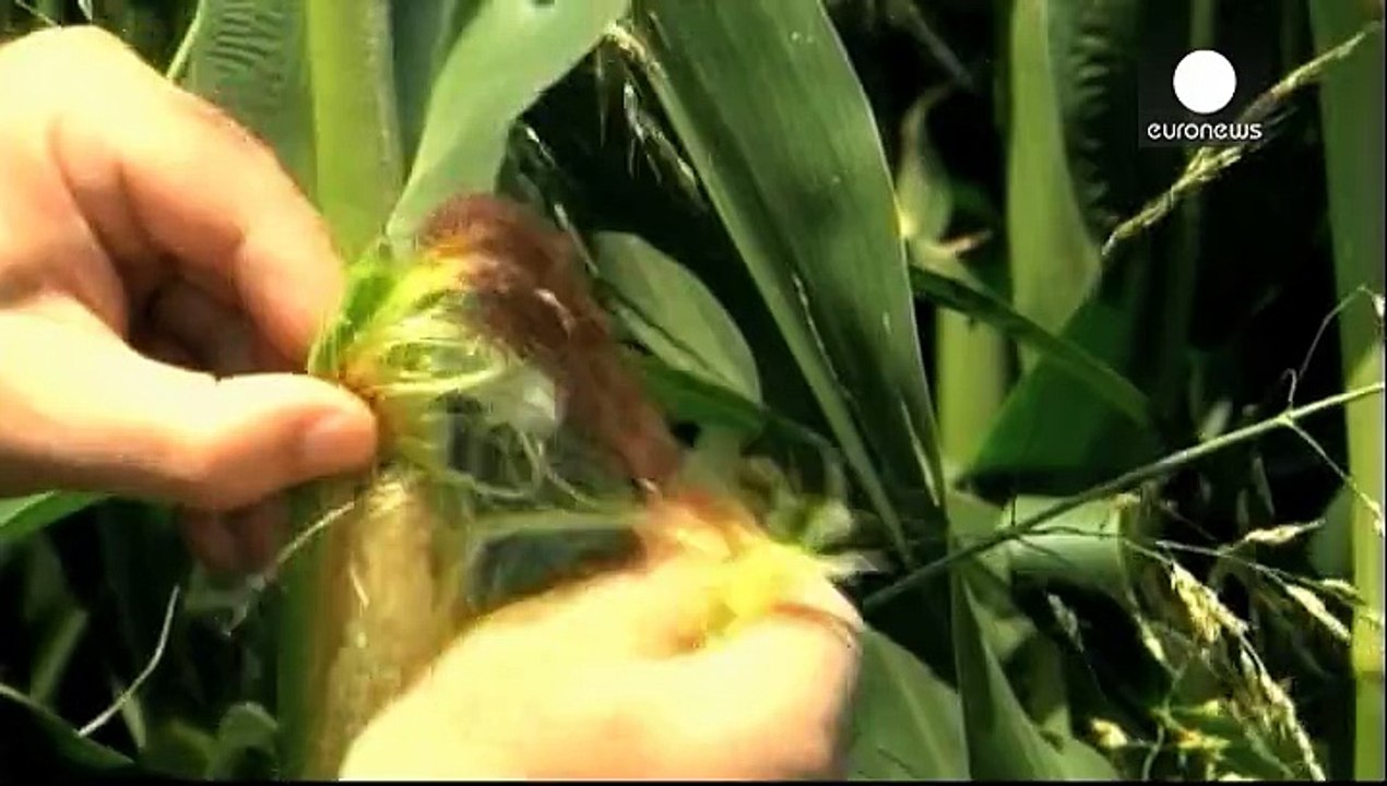 Importations d'OGM: la Commission propose une solution à la carte