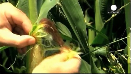Importations d'OGM: la Commission propose une solution à la carte