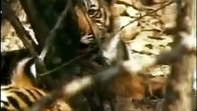 Tigress Machli fights male tiger to protect her cubs !