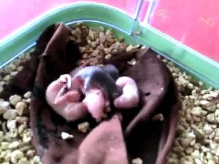 Souriceaux CE1-CE2 Sauvagère âge: 7 jours