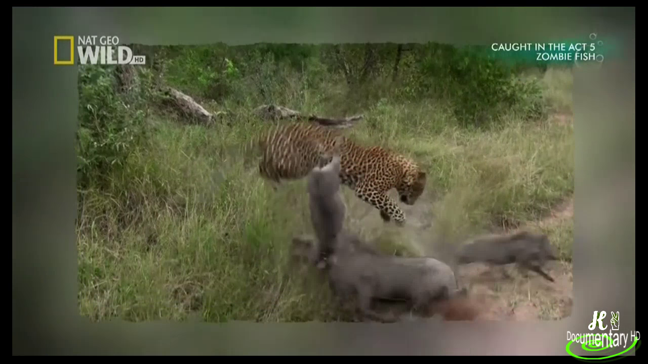 Nat Geo Wild HD