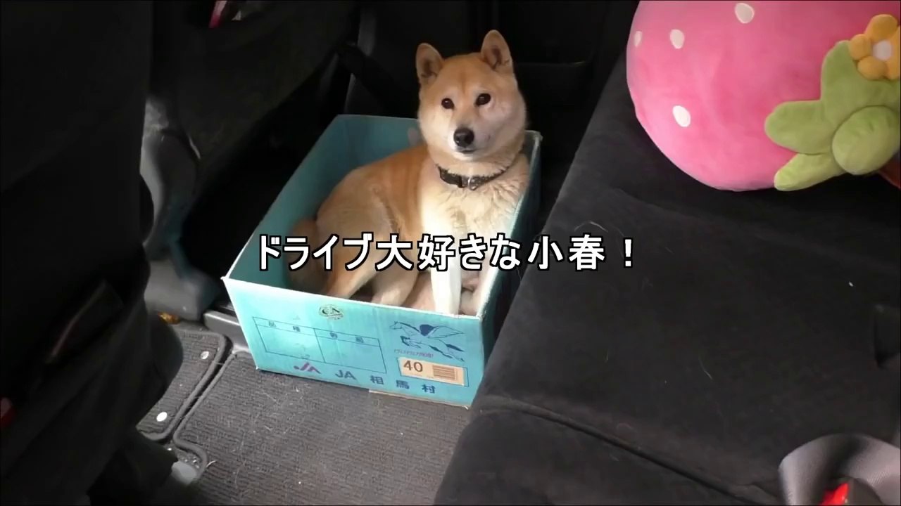 Big Dog in Small Box!