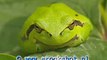 common tree frog - hyla arborea