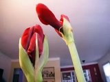 Blooming Amaryllis - Timelapse