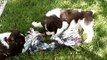 ENGLISH SPRINGER SPANIEL PUPPIES: Nursing, Playing, Eating & Sleeping!