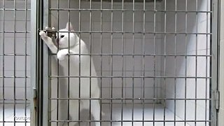 Hidden camera shows cat performing amazing jailbreak - ADEEL FAZIL