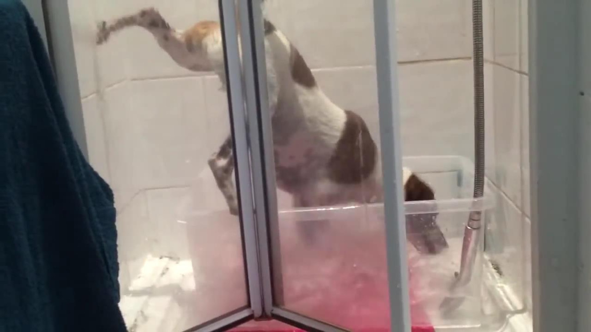 ⁣Песик душ принимает