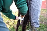 The Surgical Castration of a Bull Calf