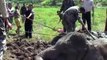 Villagers Saved This Elephant From Drowning In Mud