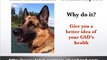 GSD home health exams - German Shepherd  health exams