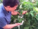 Easy Vertical Hydroponics Tower Garden - Even Beginners Can Grow Food