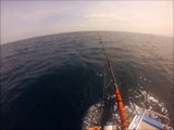Pêche sportive du thon rouge  au lancer & aux leurres  BlueFinTuna  VS  Smith Koz 76 exp Quantum Cabo 120 &   Roussillon