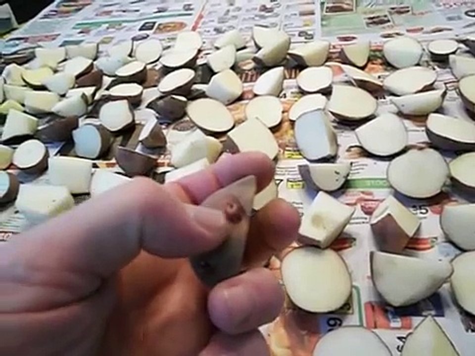 Growing Potatoes: Cutting seed potatoes