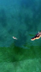 Vraiment impressionnant ! La chasse d'un poulpe pour attraper un crabe