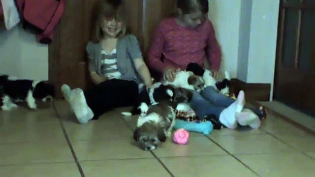 Shih tzu Bichon Frise dog Mix Teddy bear puppies Shih tzu Bichon puppies for sale