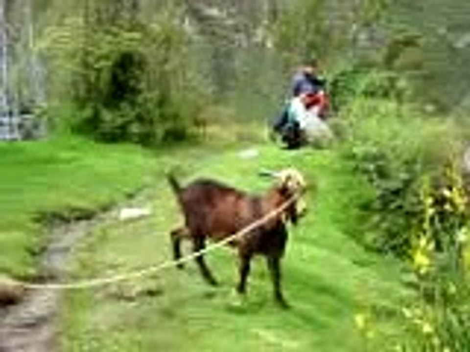 Goat yelling like a man