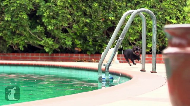 Miley Cyrus - We Can't Stop (PET PARODY) Maltey Cyrus - We Can Bark (Full Version)