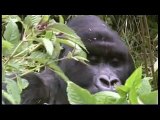 Africa's endangered mountain gorillas - 25 Sep 07