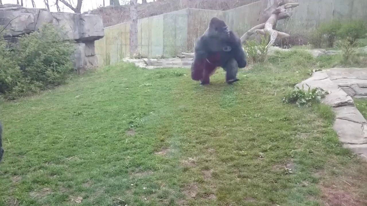 Huge Silverback Attacks People At The Zoo