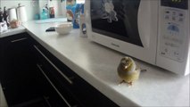 Canary singing at the microwave. Best training video. جزر الخالدات الغناء Śpiew Kanarka